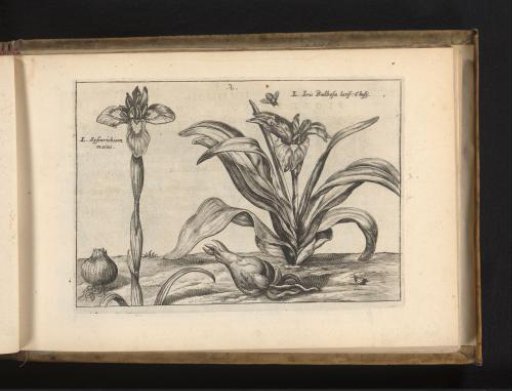 Two kinds of irises
