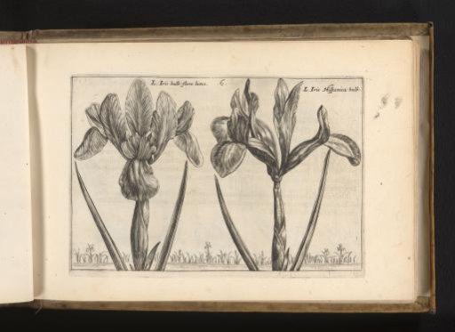 Two kinds of irises