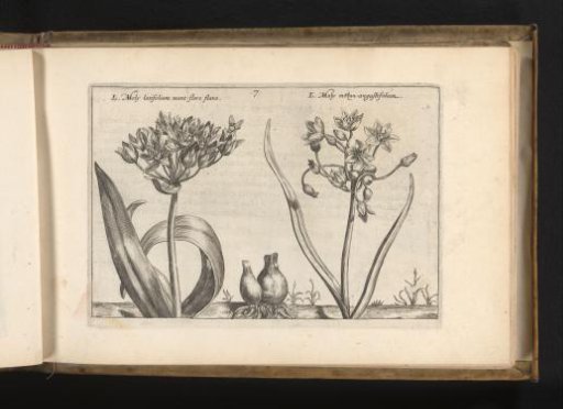 Wild garlic and a cultivar