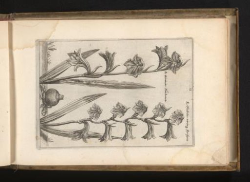 Gladiolus illyricus and a second plant from the genus Gladiolus