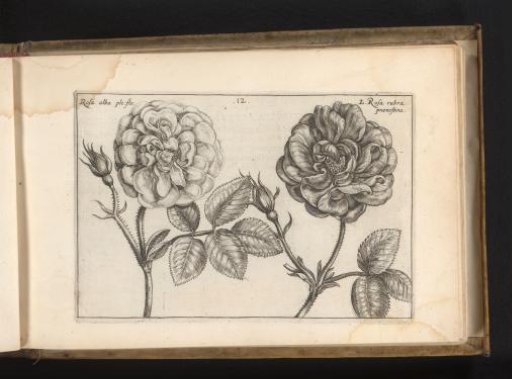 Two kinds of roses