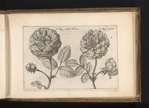 Two varieties of roses