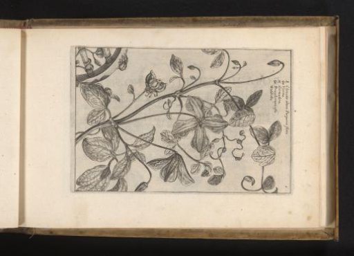 Clematis
