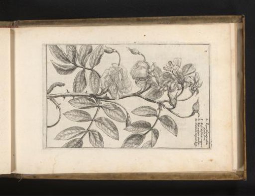 Musk Rose