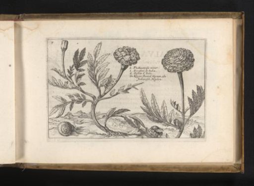African marigold (Tagetes)