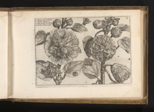 Hollyhock