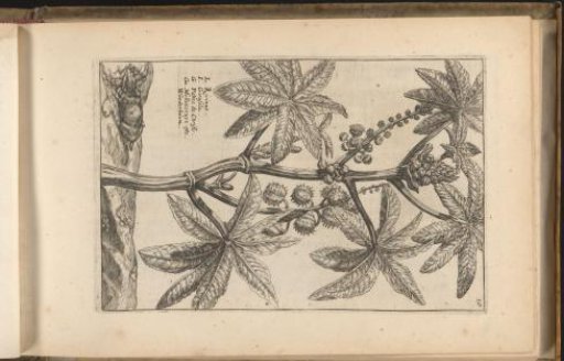 Miracle tree