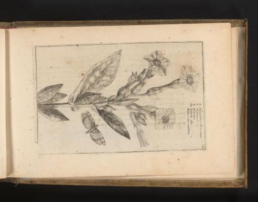 Tobacco plant