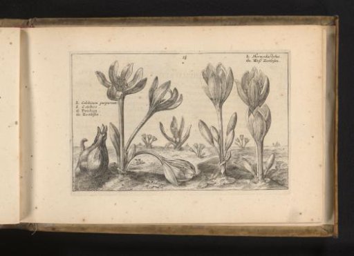 Autumn crocus and a variant
