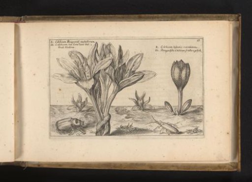 Dried flower and Colchicum lusitanum