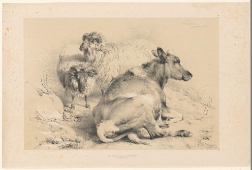 Two sheep and a cow