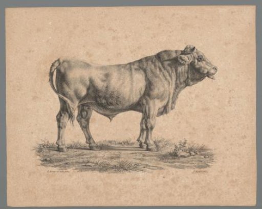 Bull