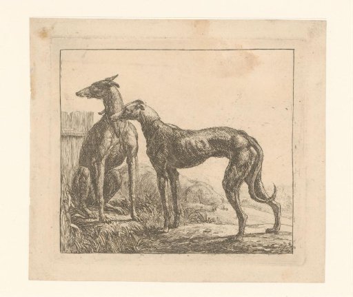 Two greyhounds