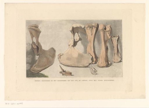Fossilized bones found during the flood at Loenen, 1809