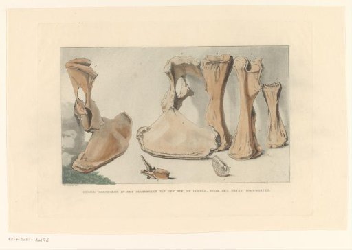 Fossilized bones found during the flood at Loenen, 1809