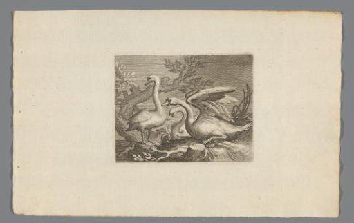 Swans