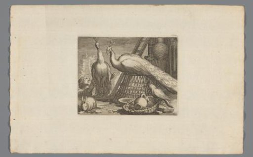 Peacocks, Rabbit, and Parrot