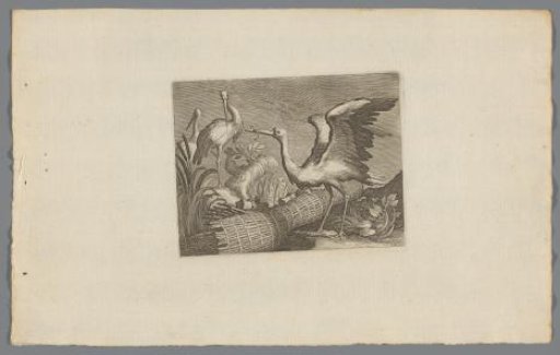 Storks