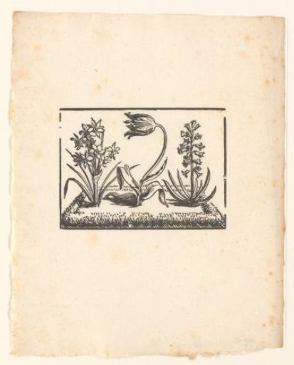 Small garden with a tulip, a narcissus, and a hyacinth