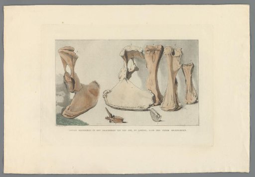 Fossil Bones Found During the Flood at Loenen, 1809