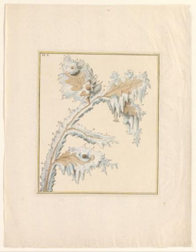 Frosted oak leaf with snails