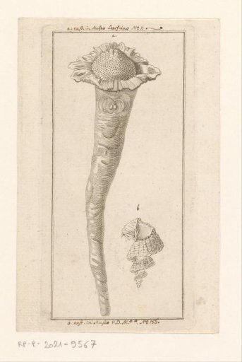Sea Anemone and Shell of the Sea Slug Trigonostoma scalare