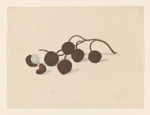 A branch of lychees