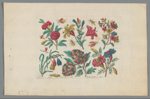 Flowers and insects