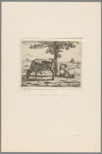 Two cows at a tree