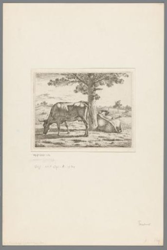Two cows at a tree