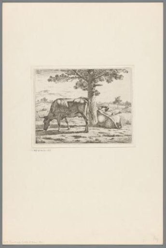 Two cows at a tree