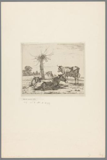 Cows at a pollarded willow
