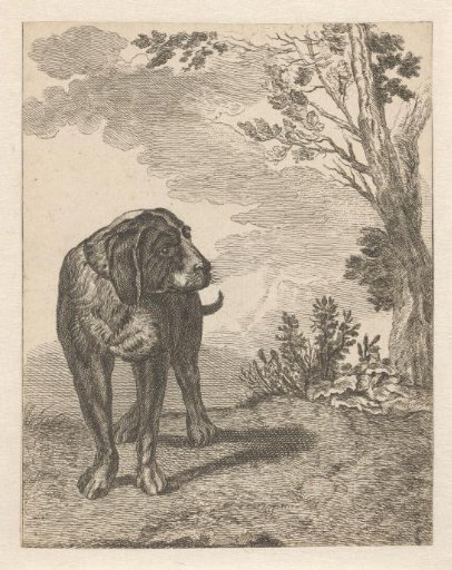 Standing dog, frontal, looking to the right