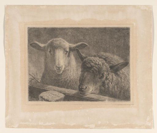 Two sheep before a fence