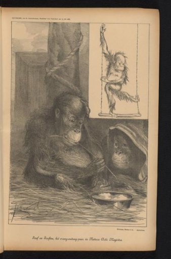 Josef and Josefine, the Orang-Outang Pair in Natura Artis Magistra