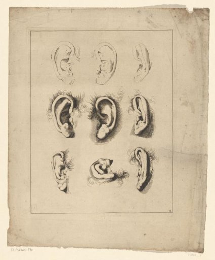 Studies of ears