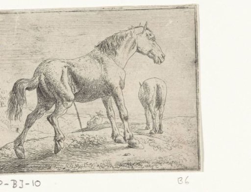 Urinating Horse