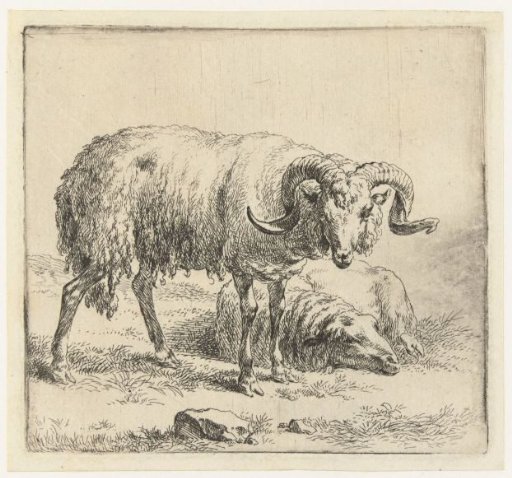 Ram and sheep