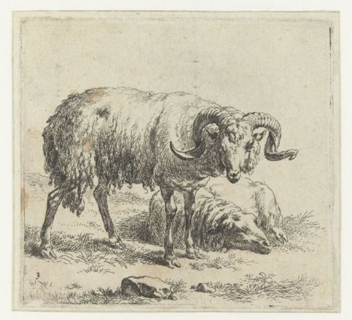 Ram and sheep