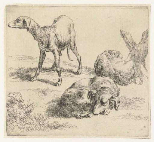Three dogs