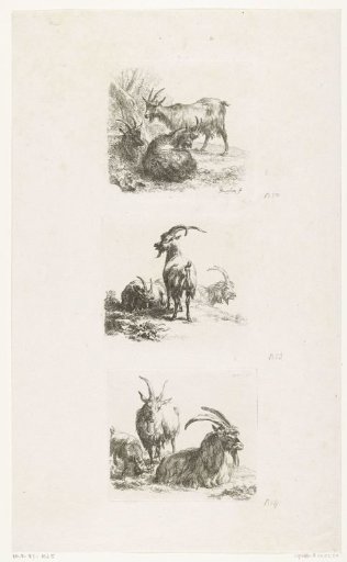 Goats and bucks