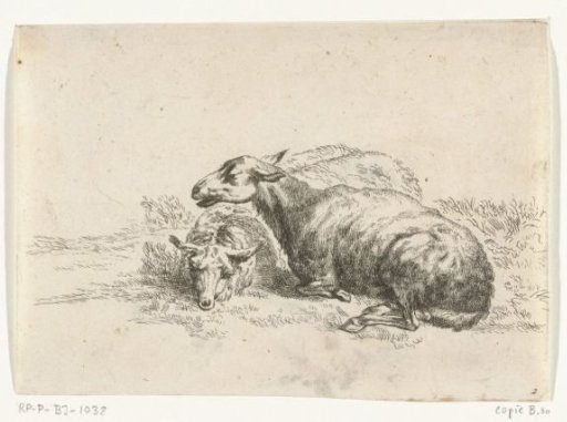 Two Recumbent Sheep