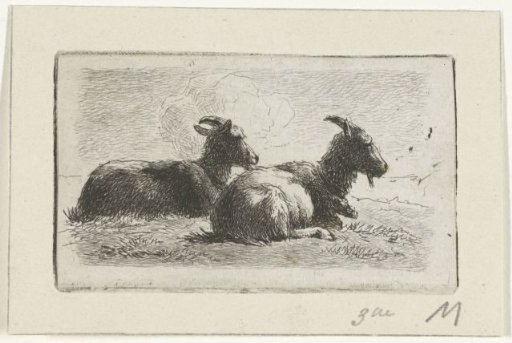Two reclining goats
