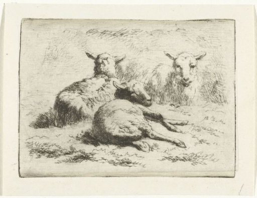 Three reclining sheep