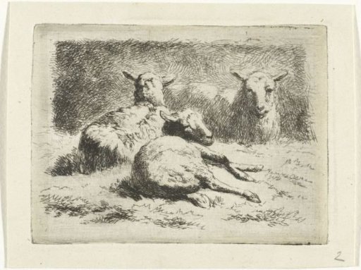 Three reclining sheep