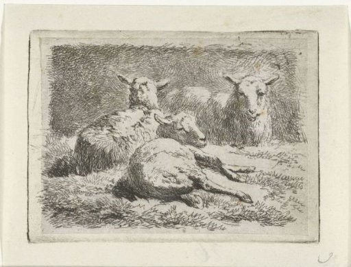 Three reclining sheep