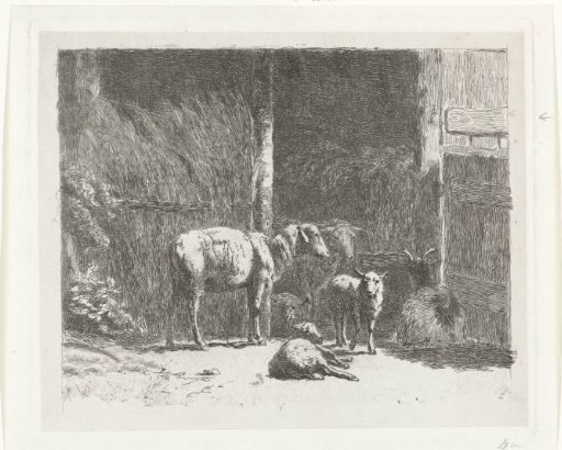 Sheep and lambs and a reclining buck near stable