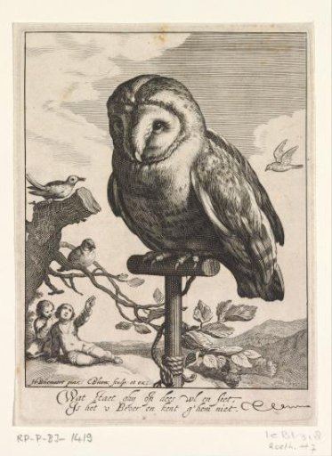 Resting owl
