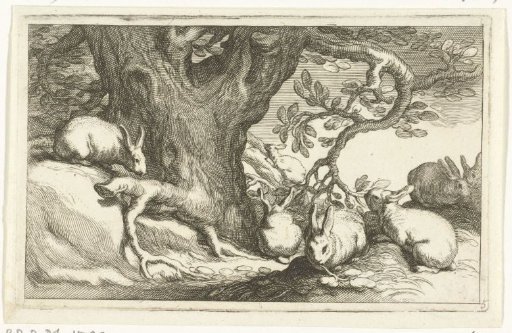 Rabbits