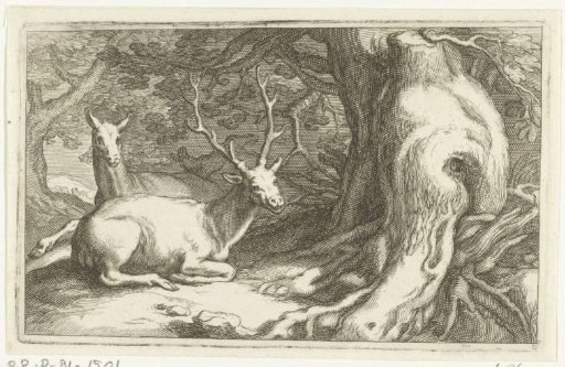 Deer